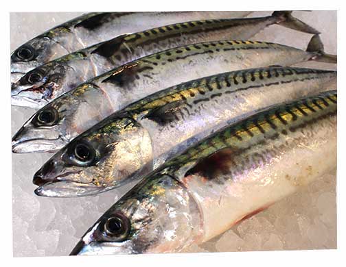FRESH Fish