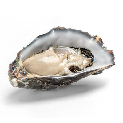Oysters