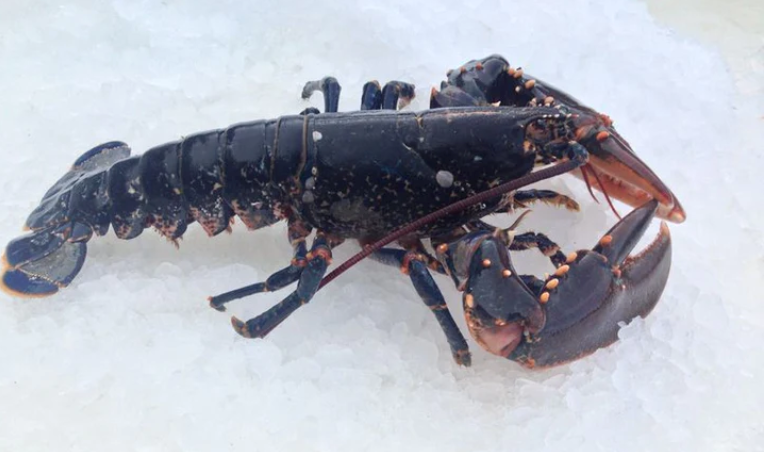 Live Lobster ( 1 kg ) only £39.50 from The Berwick Shellfish Co. at The ...