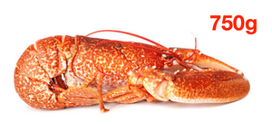 Whole Cooked Lobster ( 750 g )