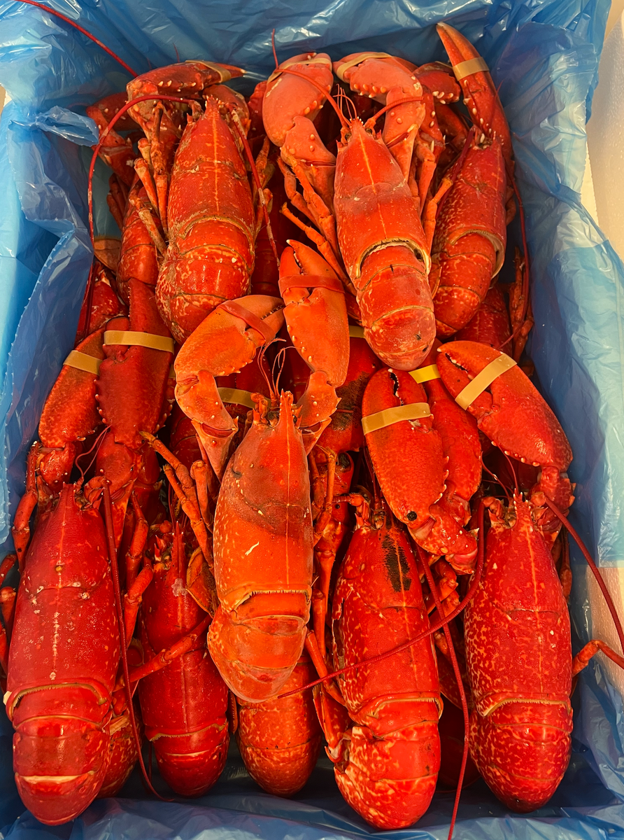 10 Kg Cooked Lobster Pack only £295.00 from The Berwick Shellfish Co ...