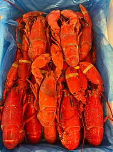 10 Kg Cooked Lobster Pack