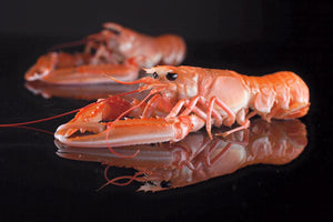 ${product_type Langoustines 1kg (Cooked) The Berwick Shellfish Co.