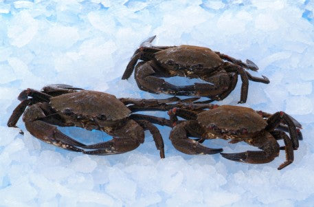 Live Velvet Crab ( 1 kg Pack ) only £15.50 from The Berwick Shellfish ...