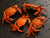 ${product_type Cooked Velvet Crab ( 1 kg pack  ) The Berwick Shellfish Co.
